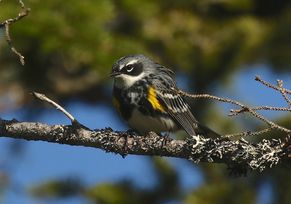 Yellow-rumped Warbler - ML618515789