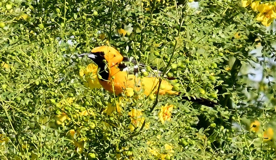 Hooded Oriole - ML618515791