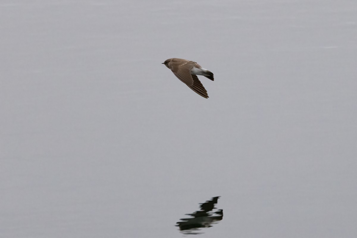 Northern Rough-winged Swallow - MI YU