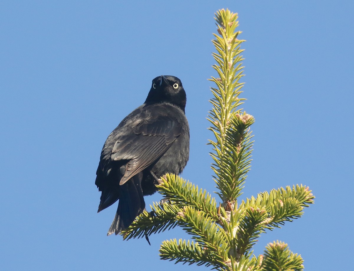 Rusty Blackbird - ML618515807