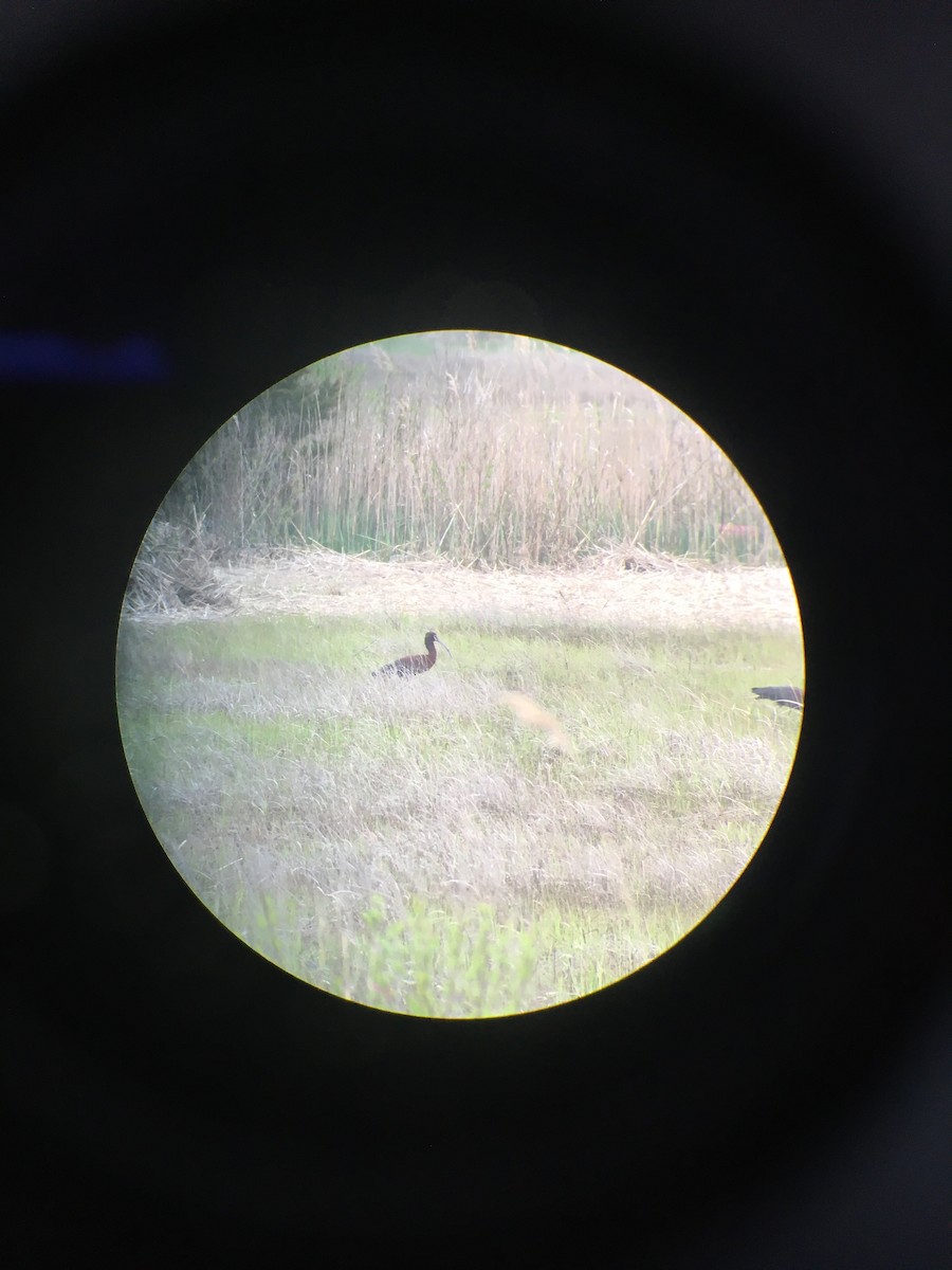 White-faced Ibis - ML618515816