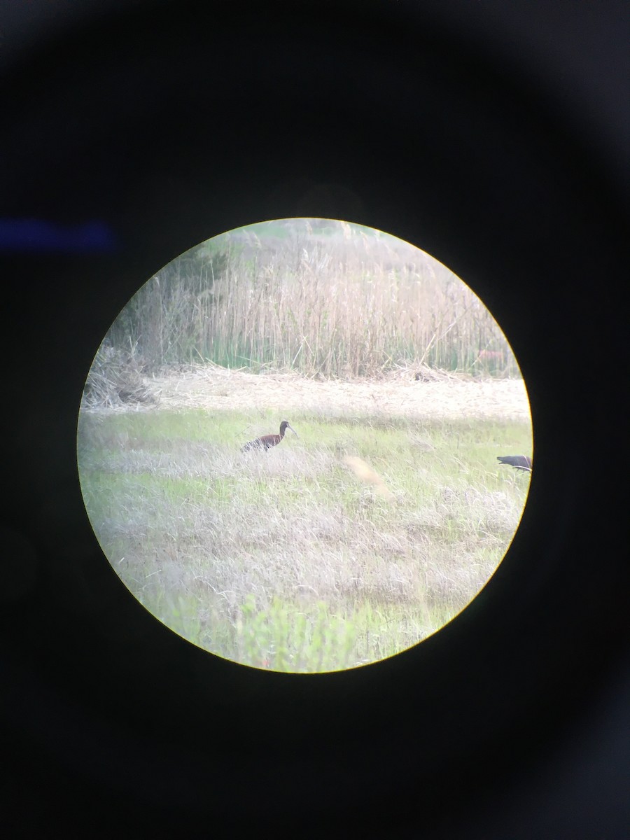 White-faced Ibis - ML618515817