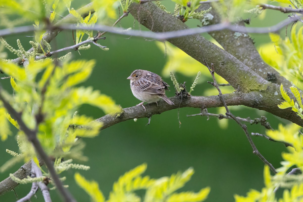 Grasshopper Sparrow - ML618515823