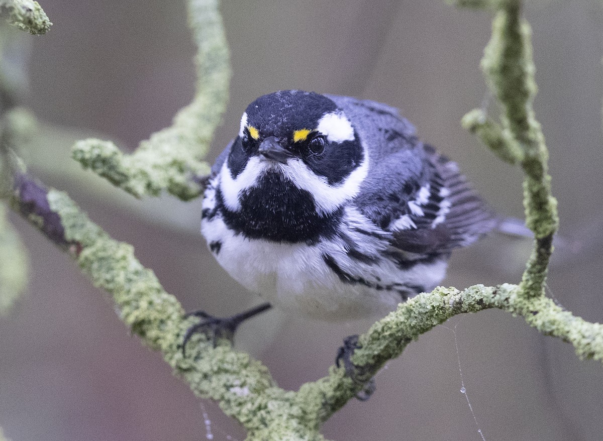 Black-throated Gray Warbler - John Dickson