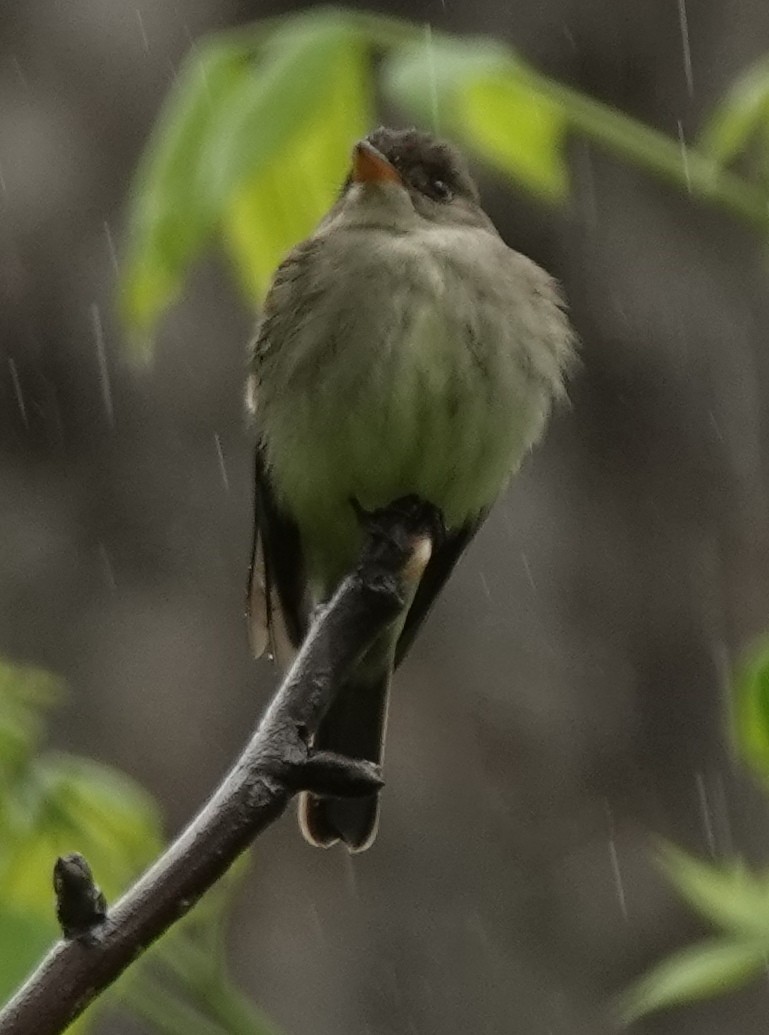 Eastern Wood-Pewee - ML618515831