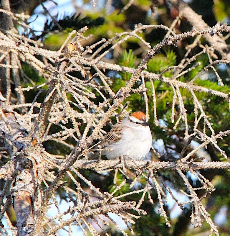 Chipping Sparrow - Linda Smith