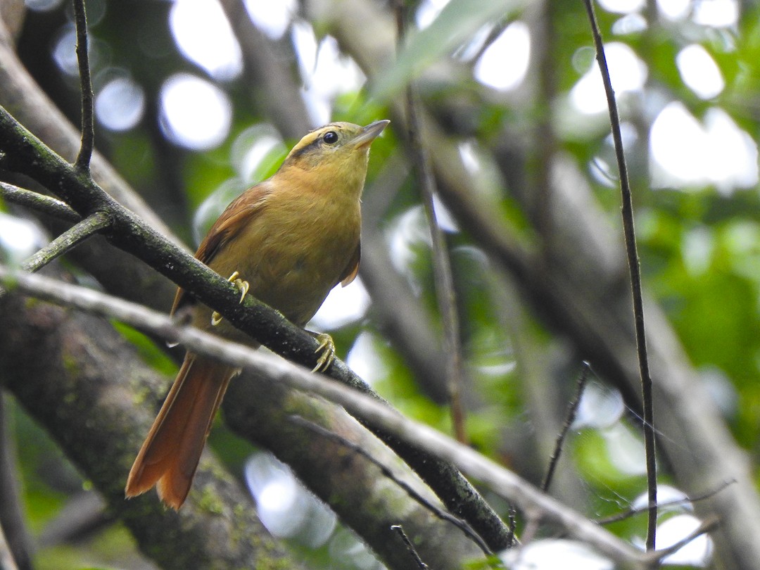 Ochre-breasted Foliage-gleaner - ML618515866