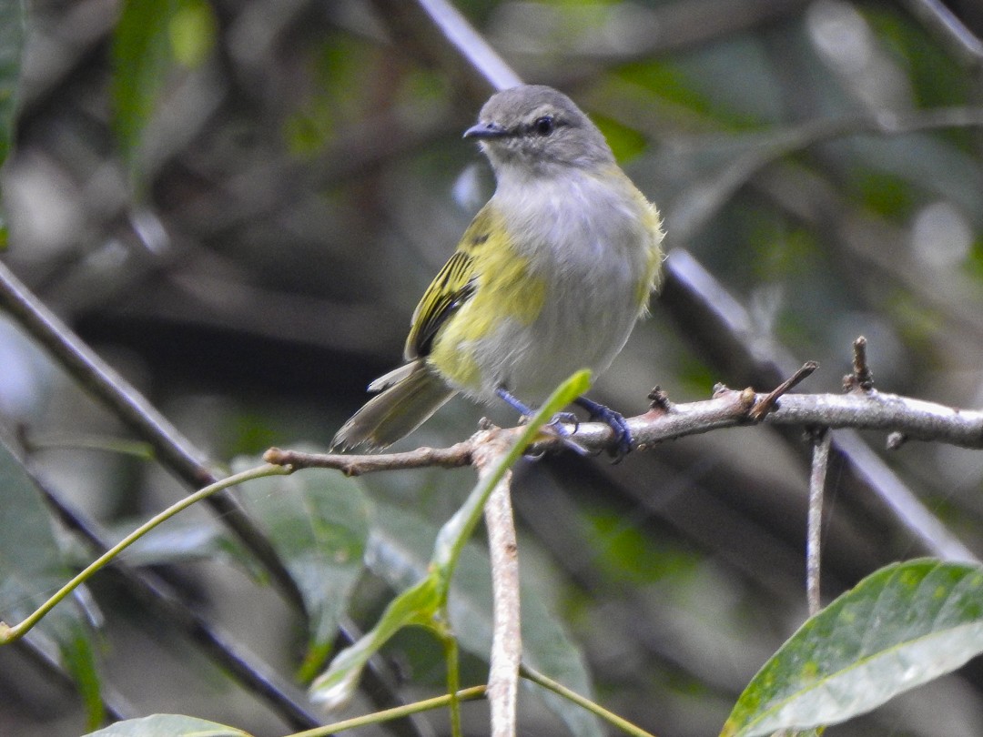 Gray-capped Tyrannulet - Alido junior