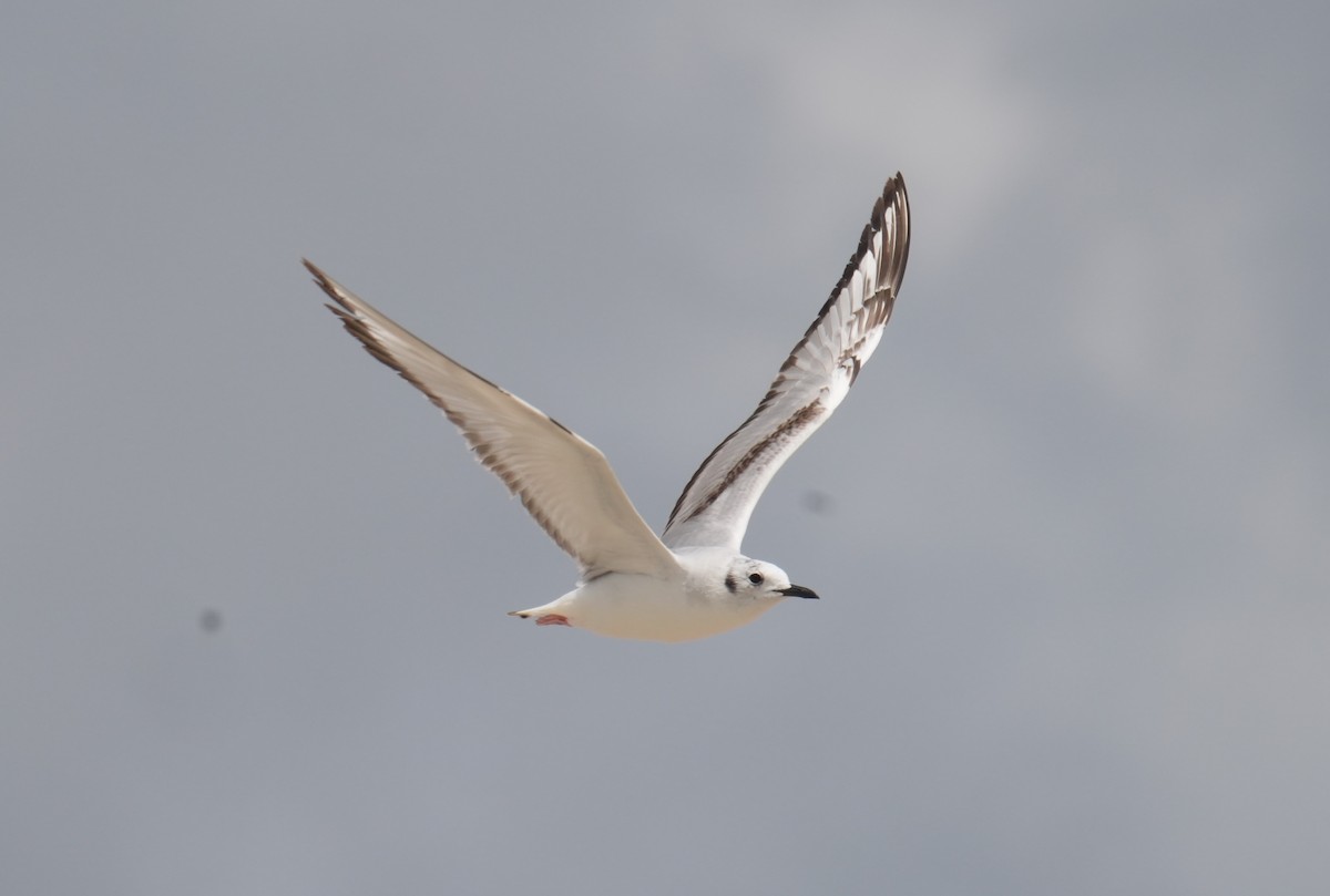 Bonaparte's Gull - Kevin Scaldeferri