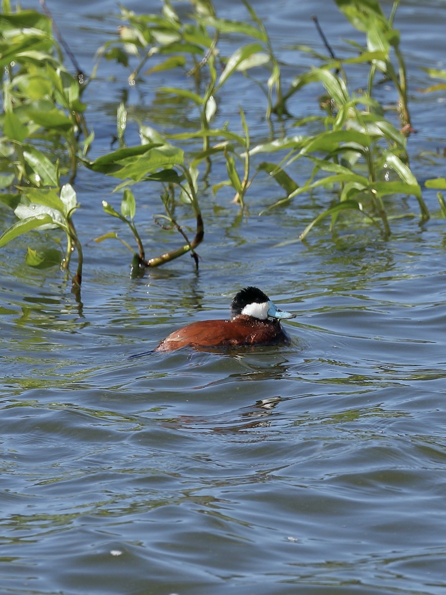 Ruddy Duck - Hampus Sandberg