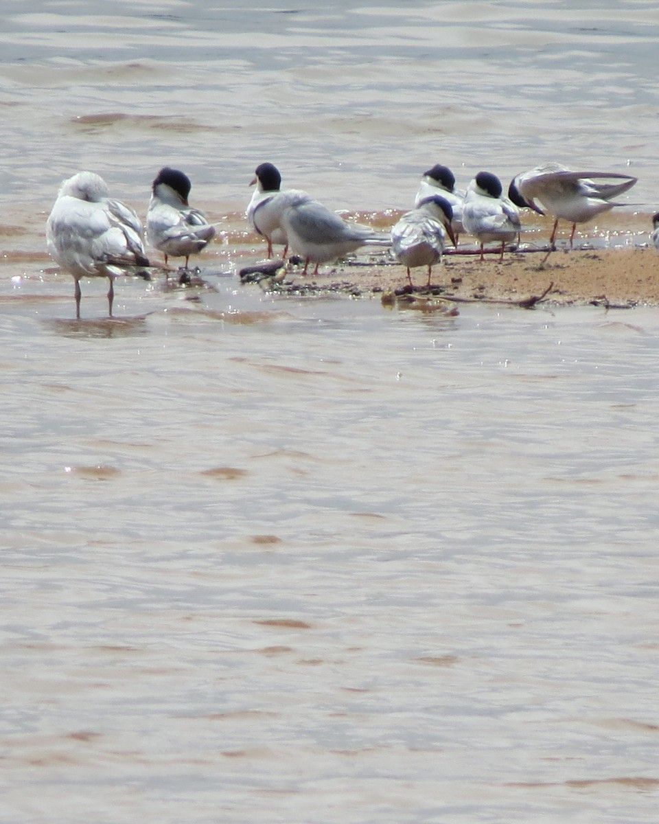 Forster's Tern - ML618515953