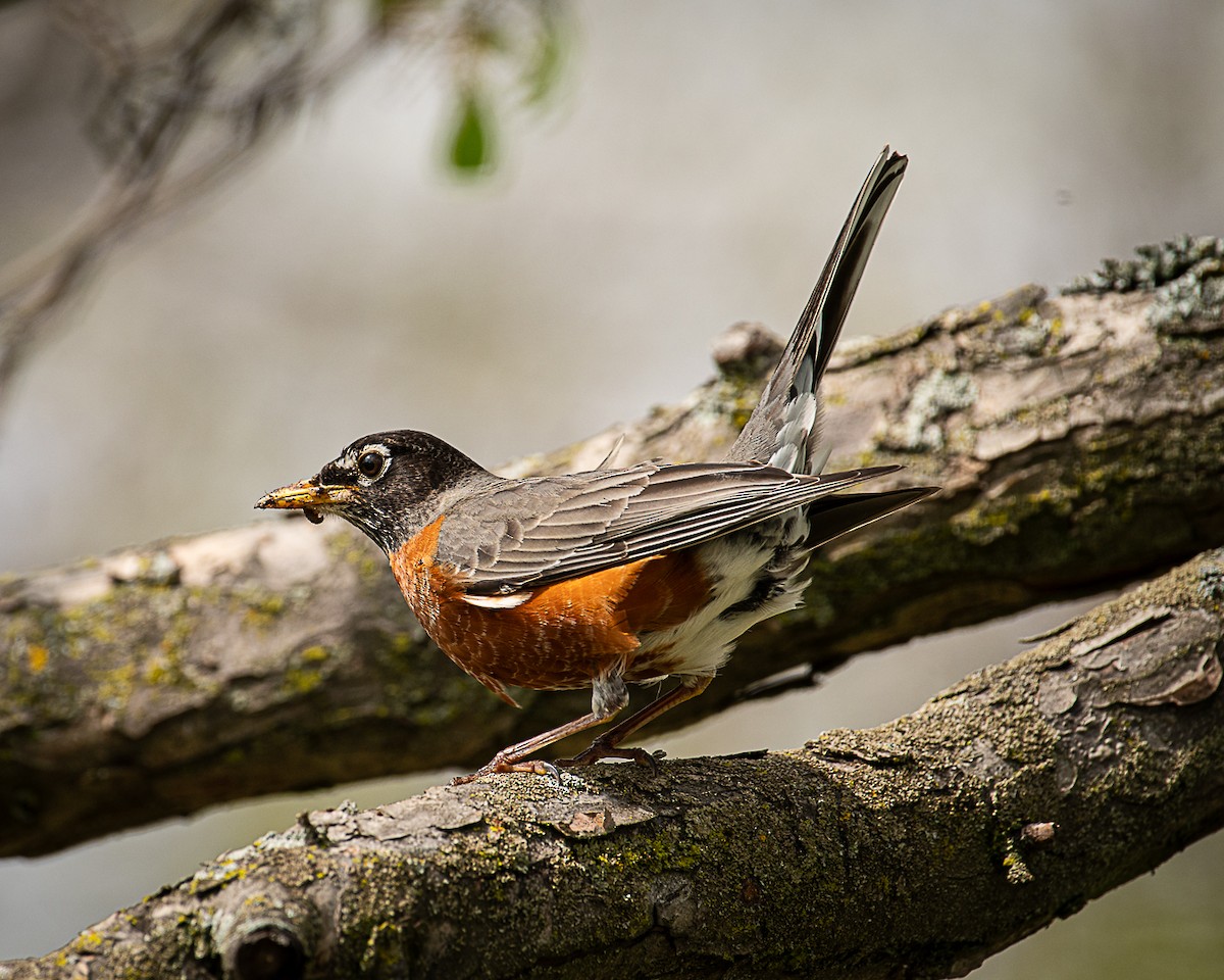 American Robin - ML618515967