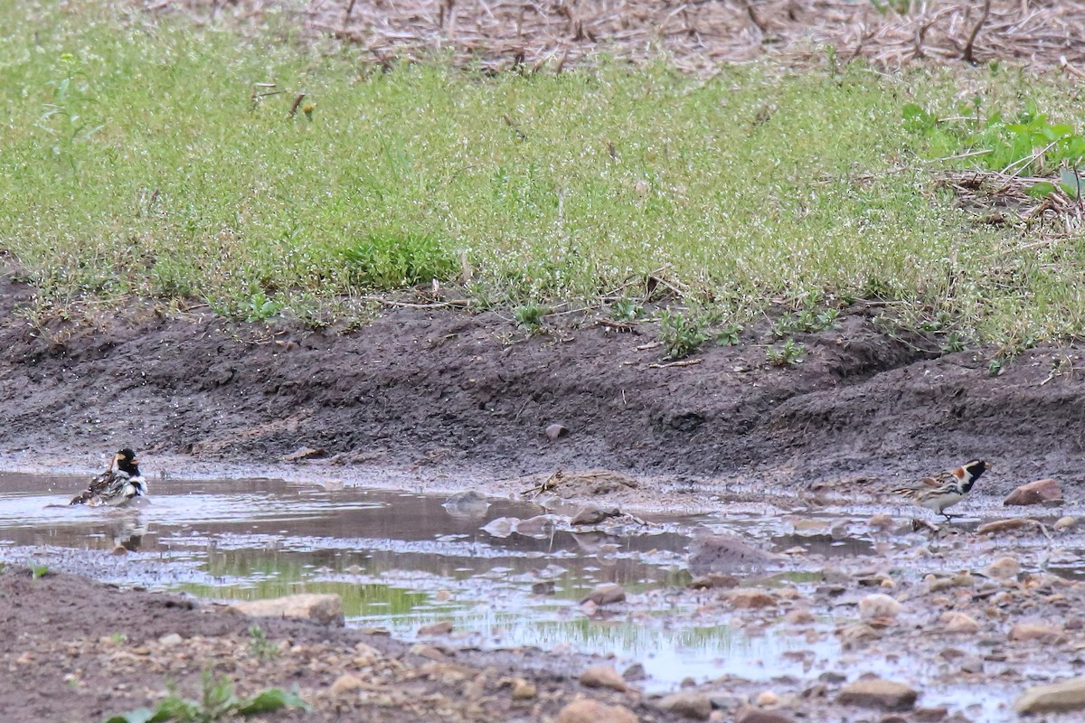 Lapland Longspur - Walter Parker