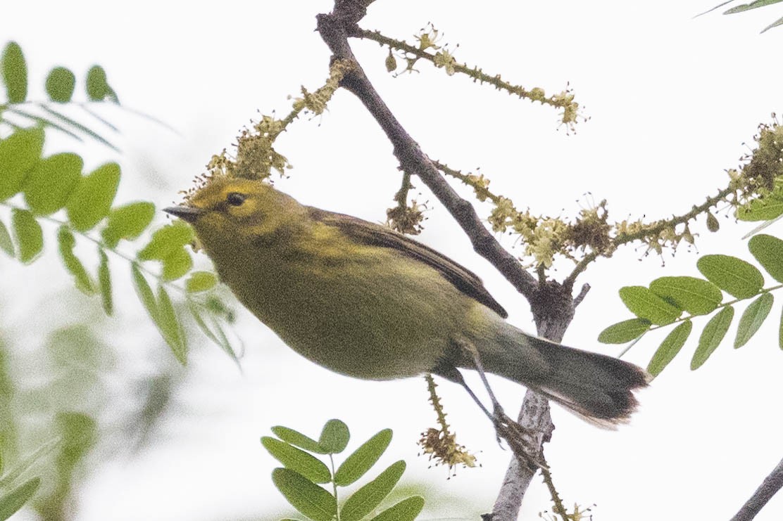 Prairie Warbler - Kenny Younger