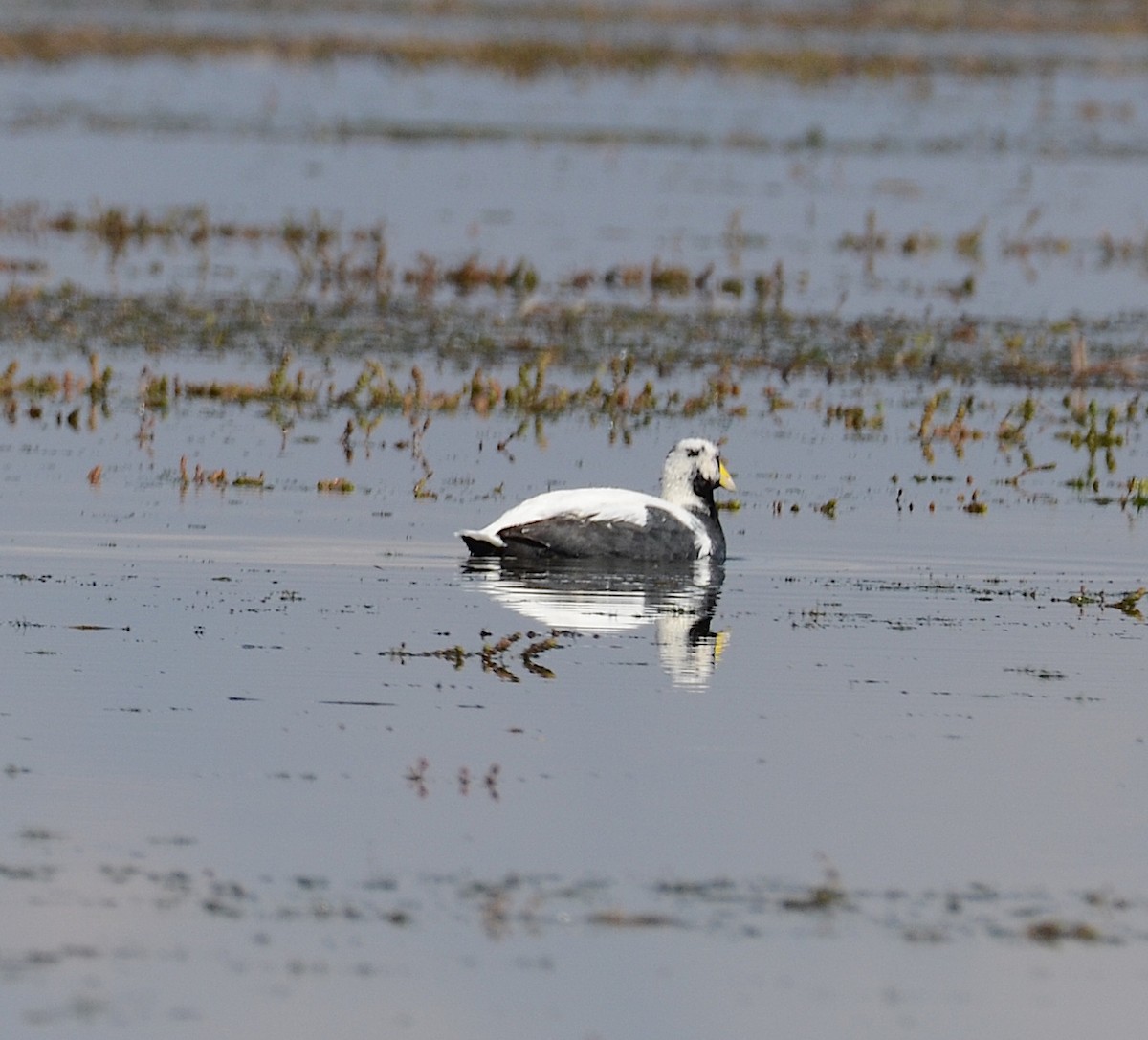 Slate-colored Coot - ML618516017