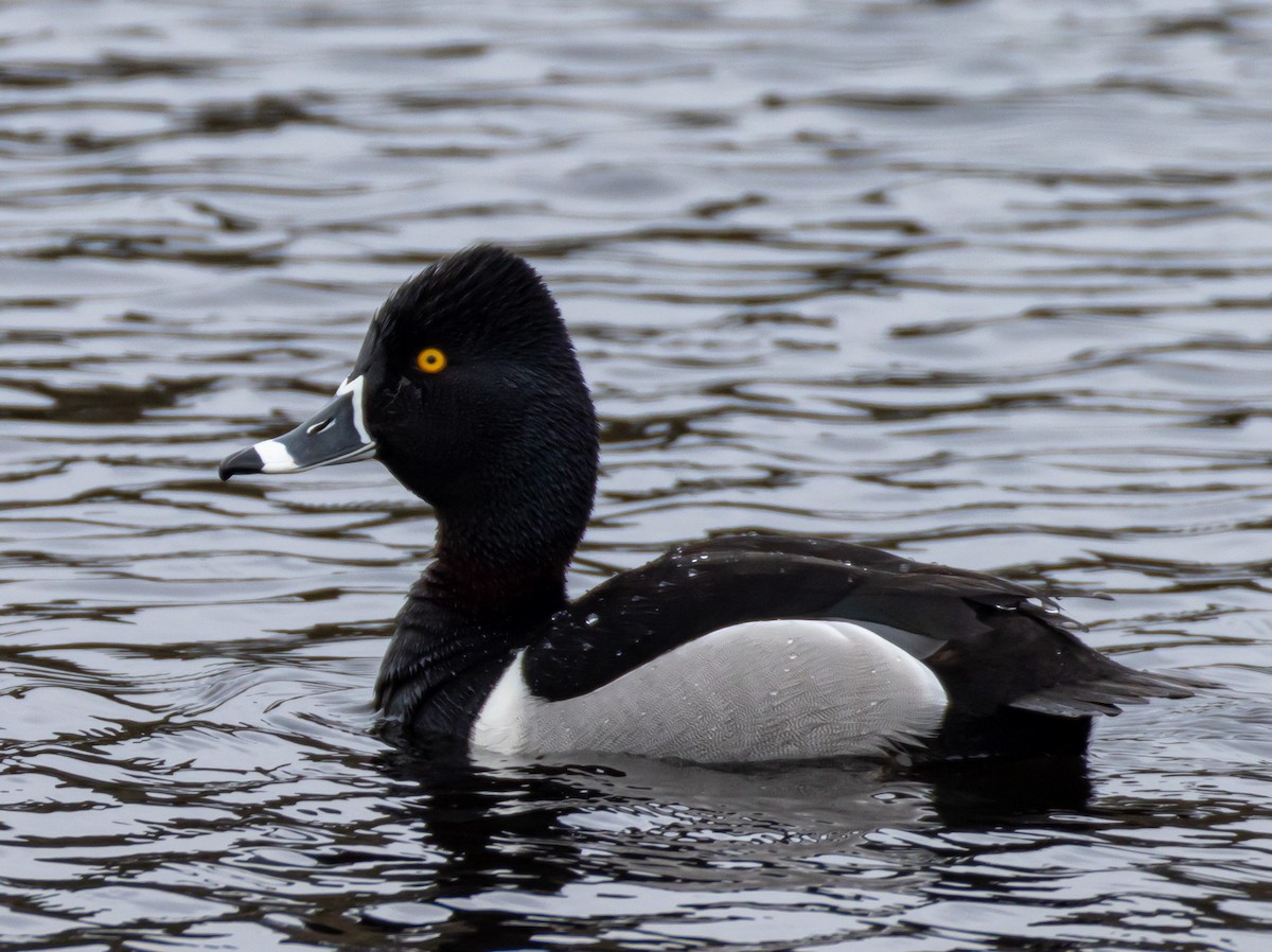 Ring-necked Duck - John Alexander