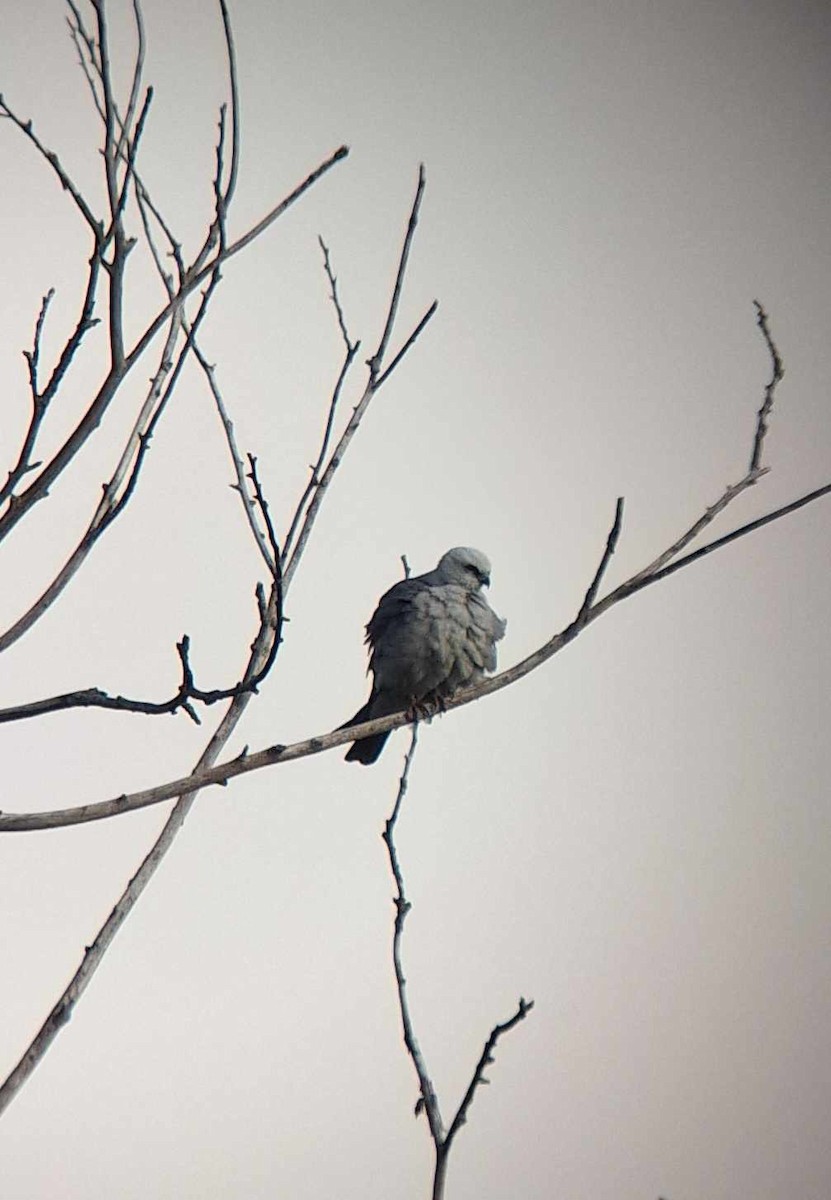 Mississippi Kite - Jason Mullins