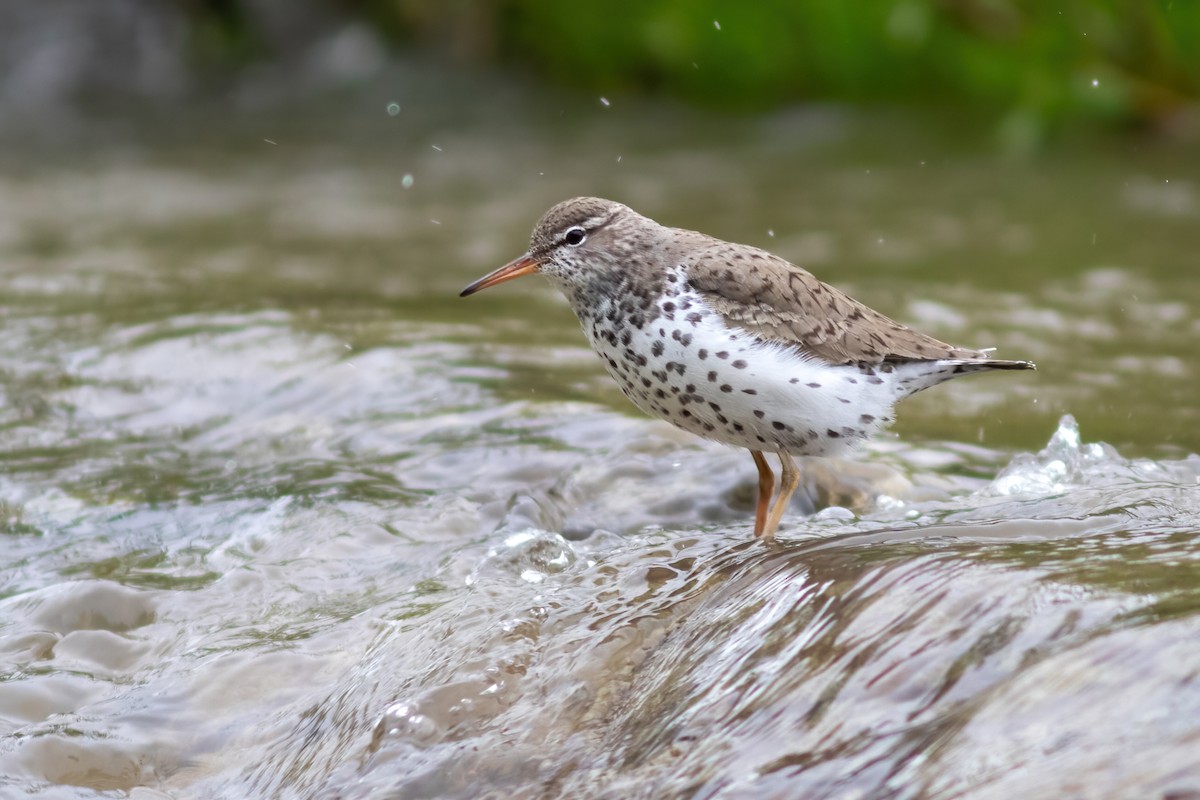 Spotted Sandpiper - ML618516068