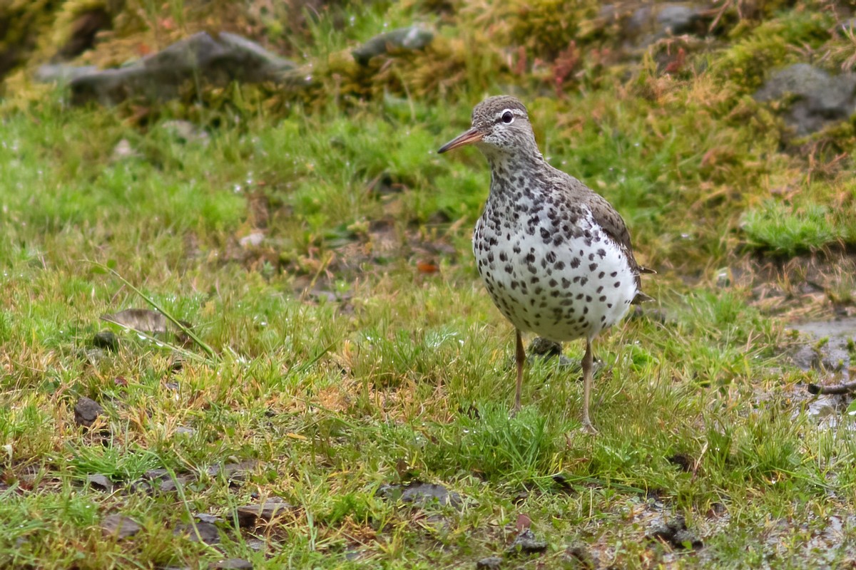 Spotted Sandpiper - ML618516069