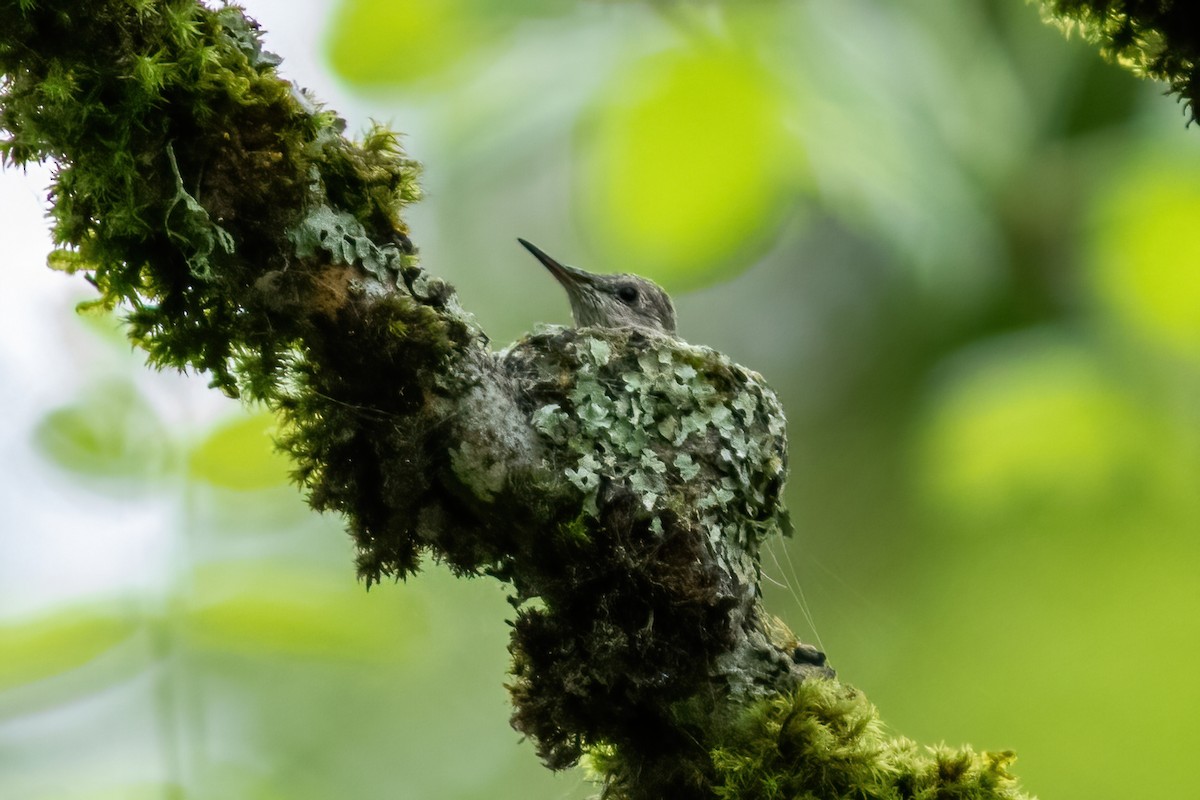 Colibrí de Anna - ML618516075