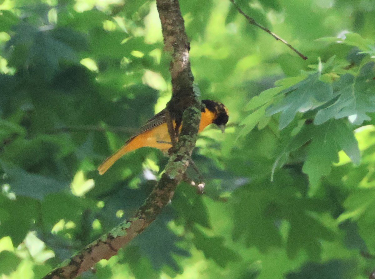 American Redstart - ML618516082