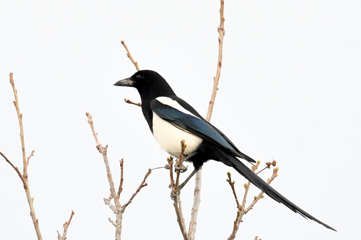 Black-billed Magpie - ML618516100