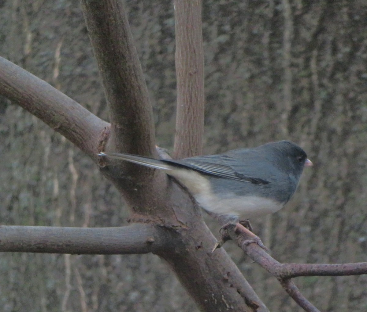 Dark-eyed Junco (Slate-colored) - ML618516107