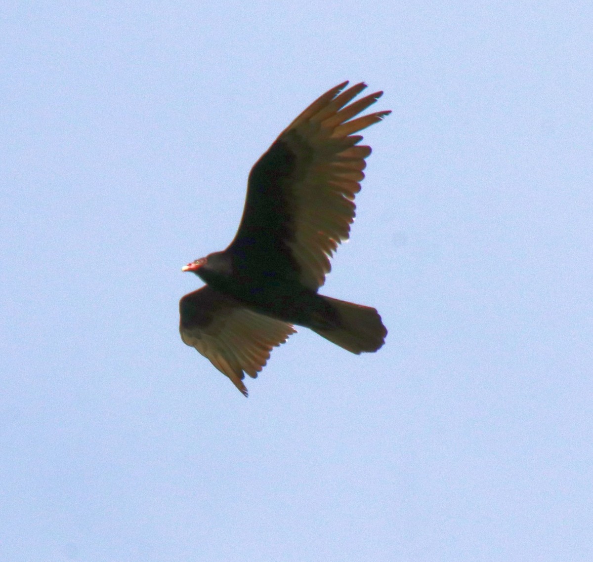 Turkey Vulture - Deena Errampalli