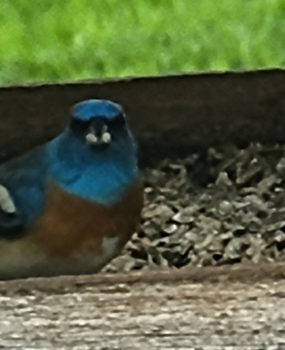 Lazuli Bunting - Terry McNeely