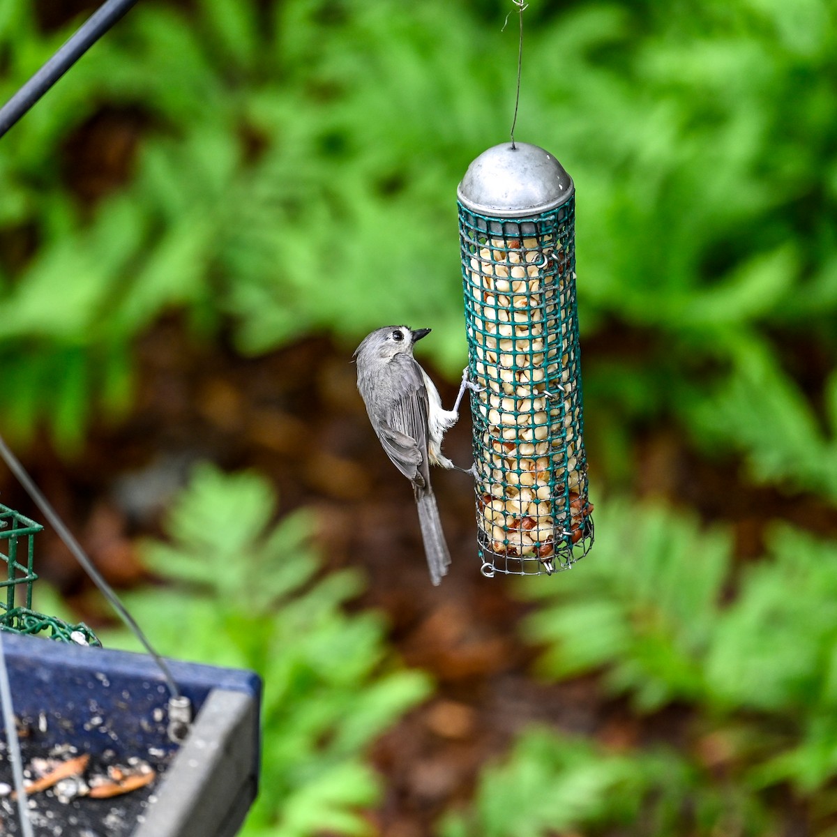 Tufted Titmouse - ML618516149