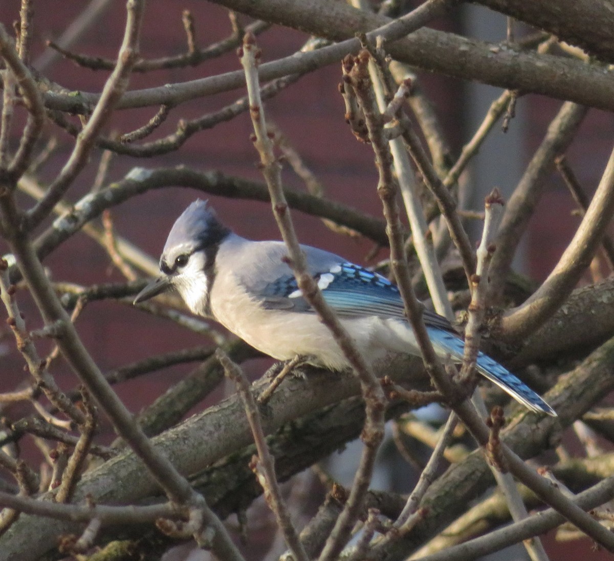 Blue Jay - ML618516155