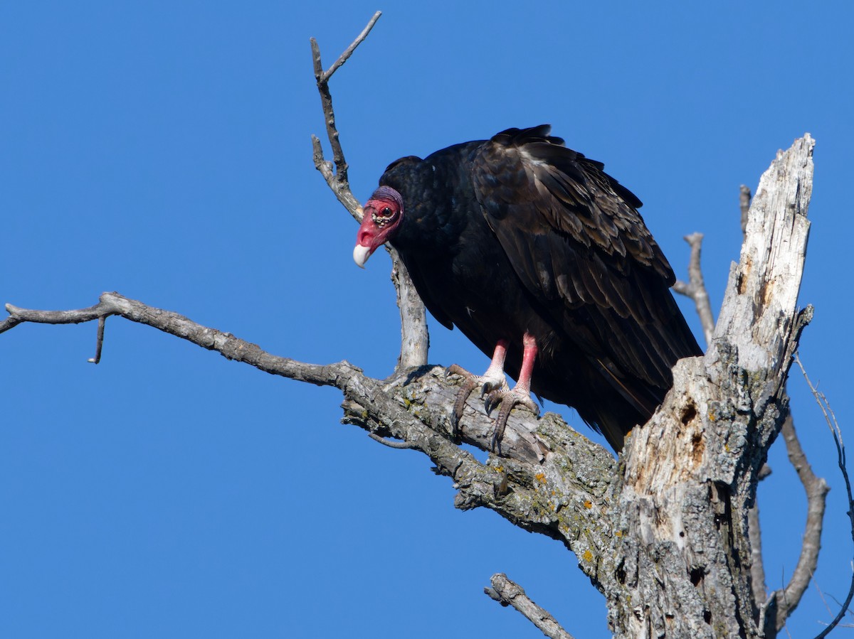 Turkey Vulture - ML618516179