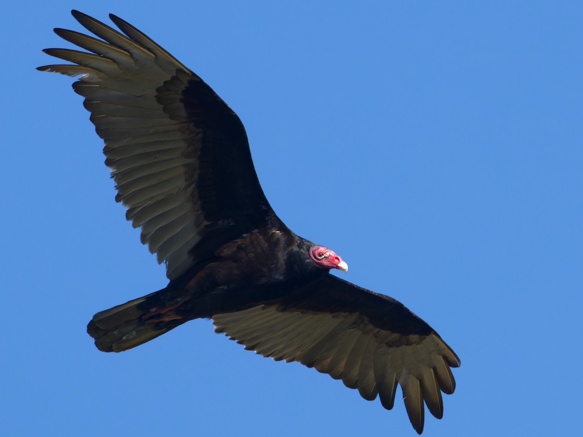 Turkey Vulture - ML618516181