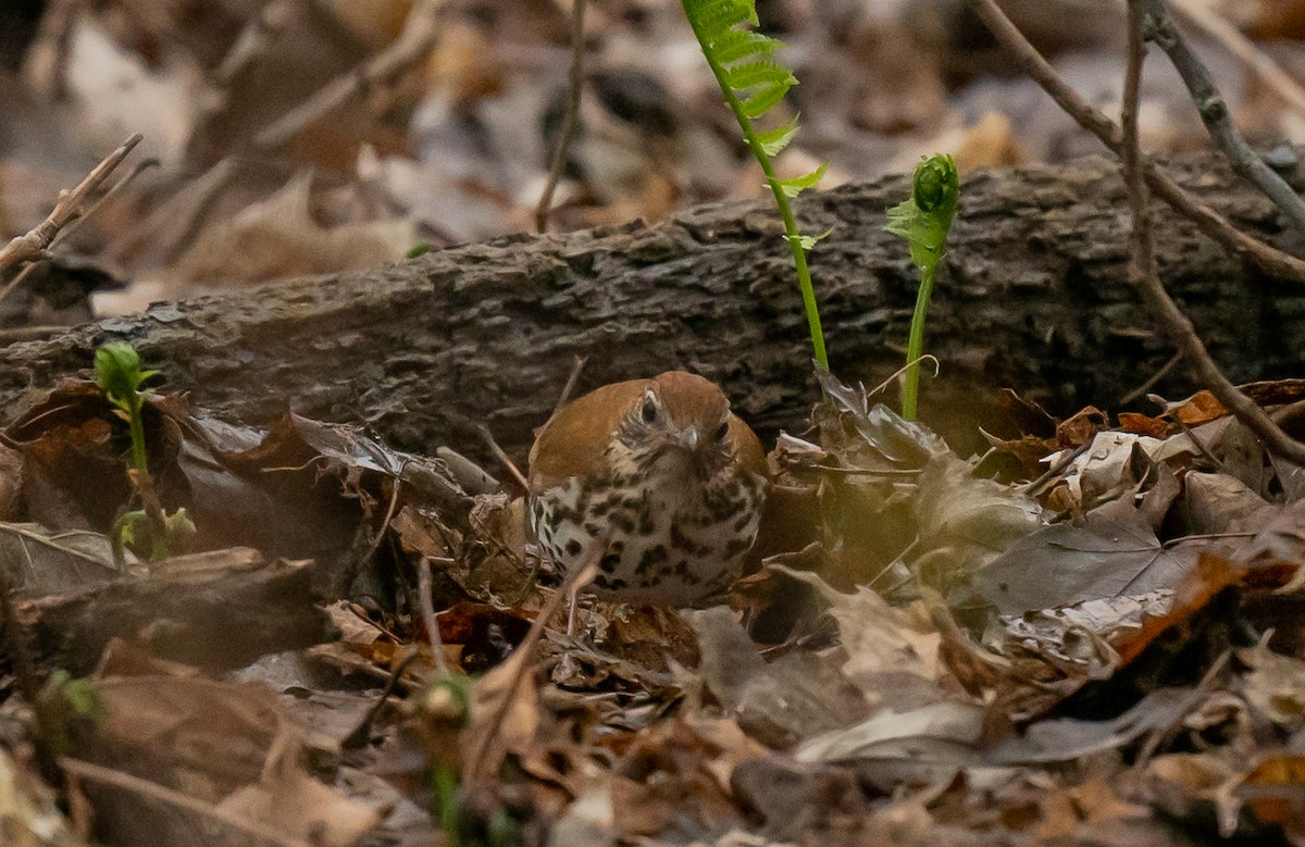 Wood Thrush - ismael chavez