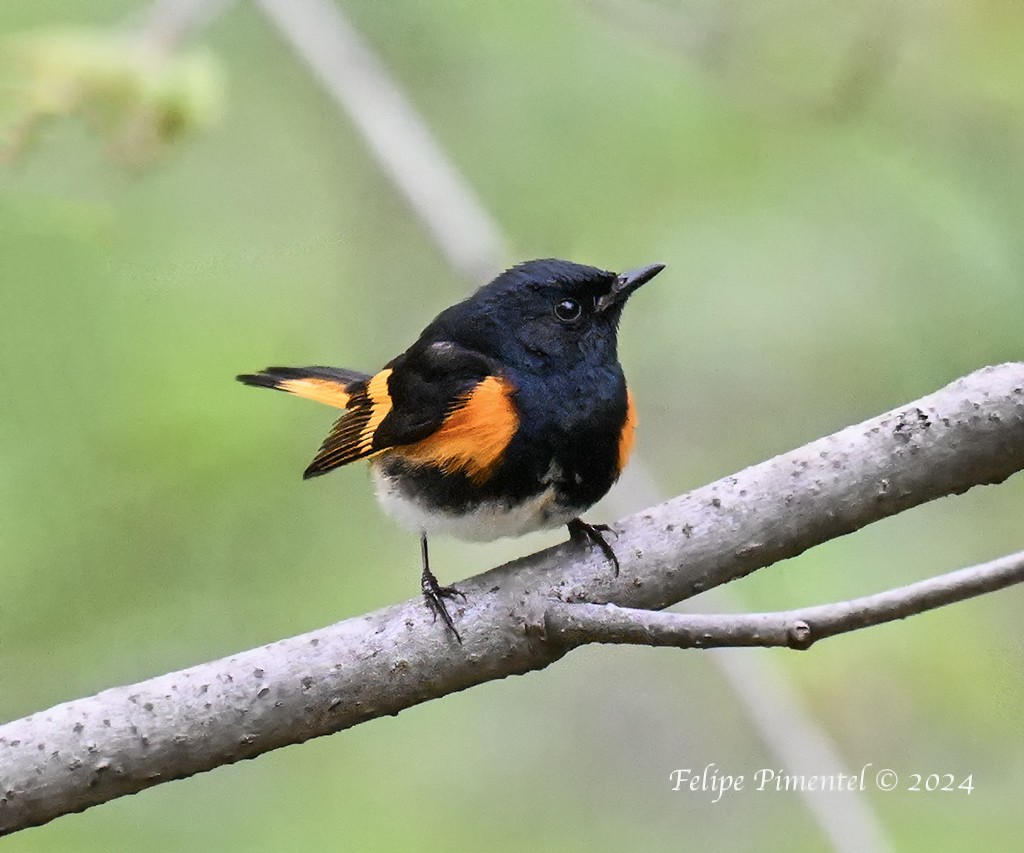 American Redstart - Felipe Pimentel