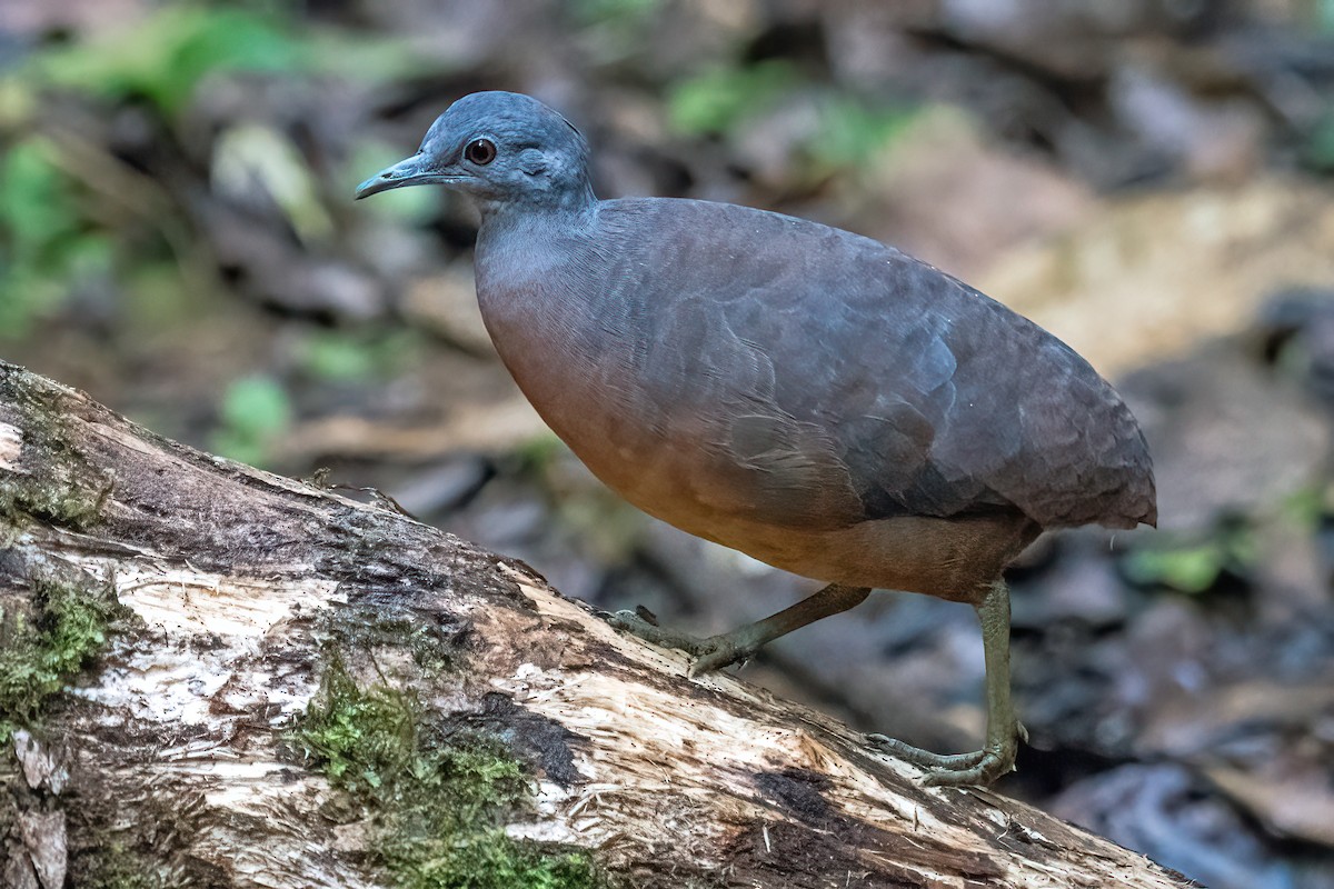 Little Tinamou - ML618516212