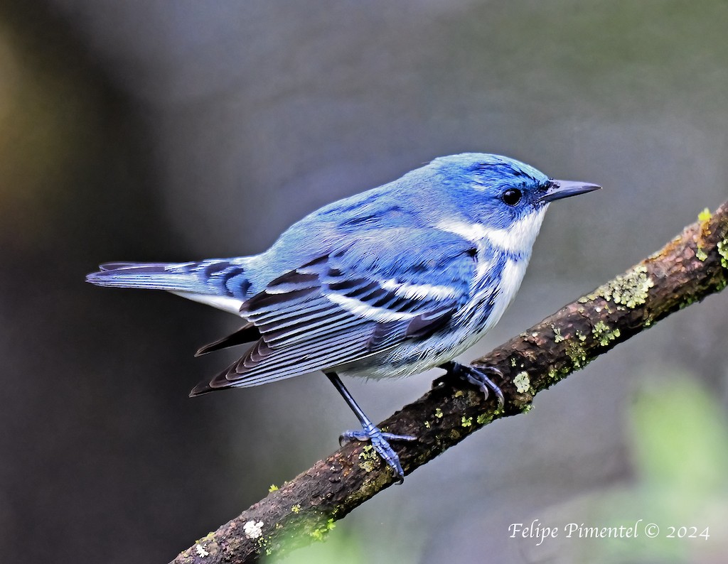 Cerulean Warbler - Felipe Pimentel