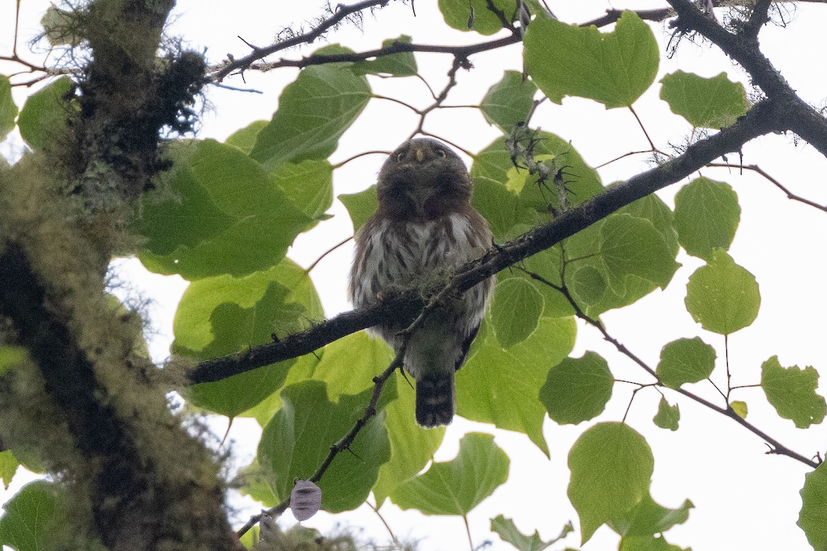 Tamaulipas Pygmy-Owl - Ken Chamberlain