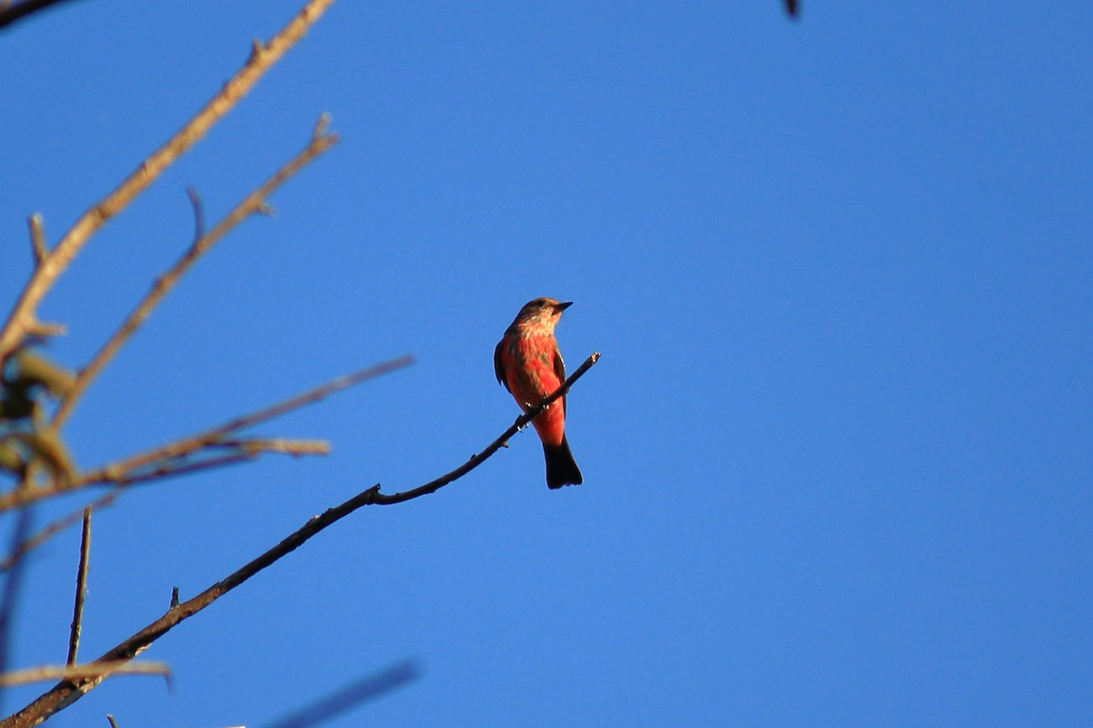 Vermilion Flycatcher - ML618516242