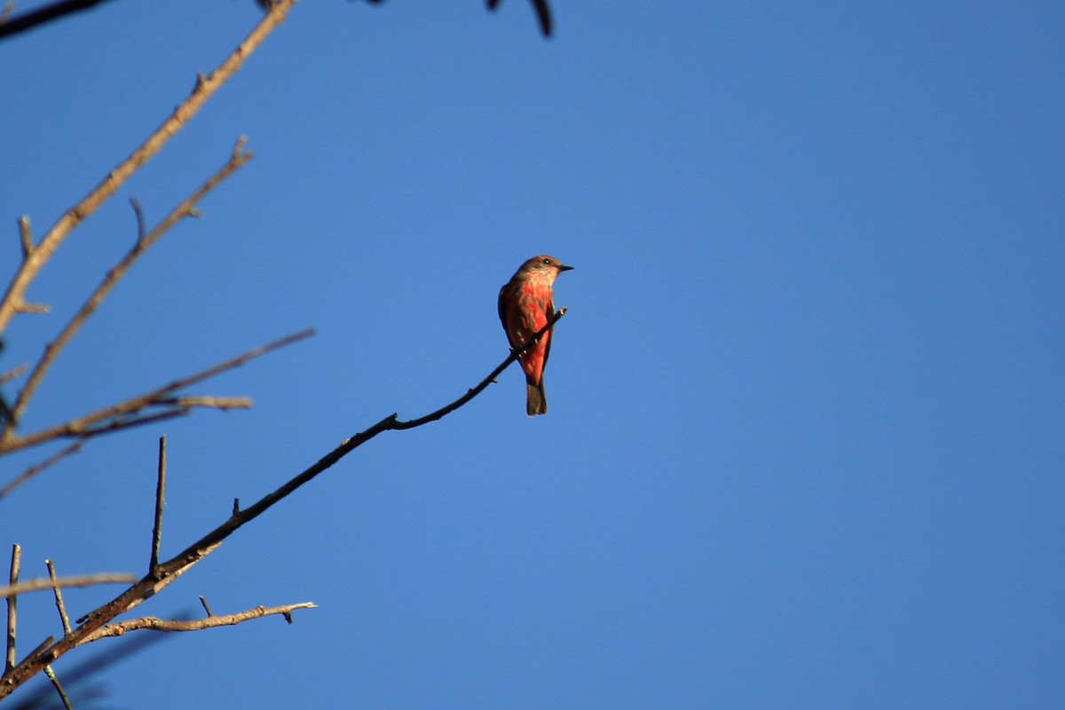 Vermilion Flycatcher - ML618516245