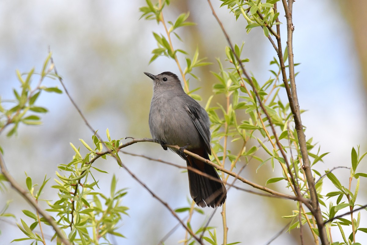 Gray Catbird - yves dupont