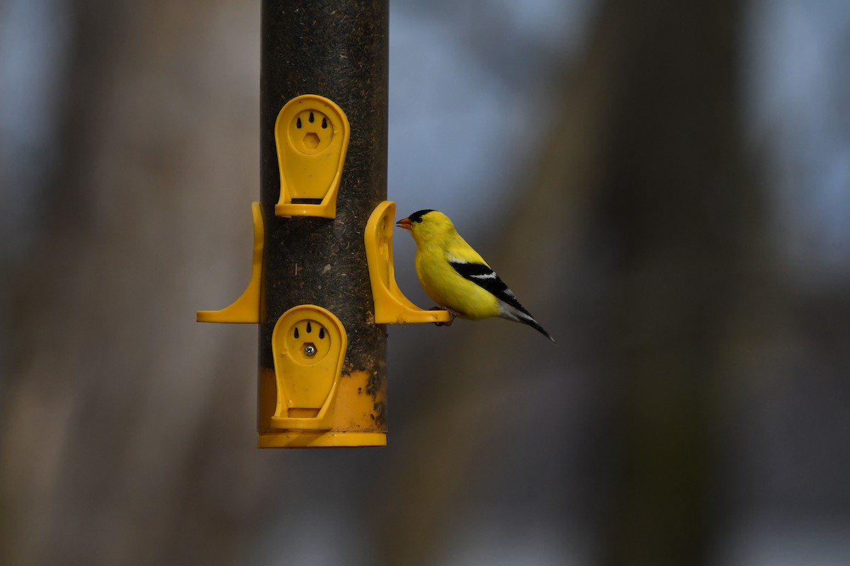 American Goldfinch - yves dupont