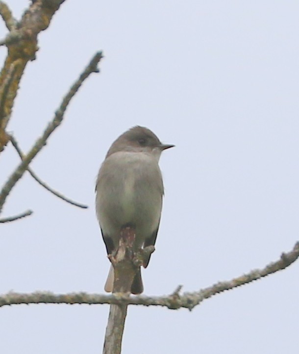 Western Wood-Pewee - Mike Fung