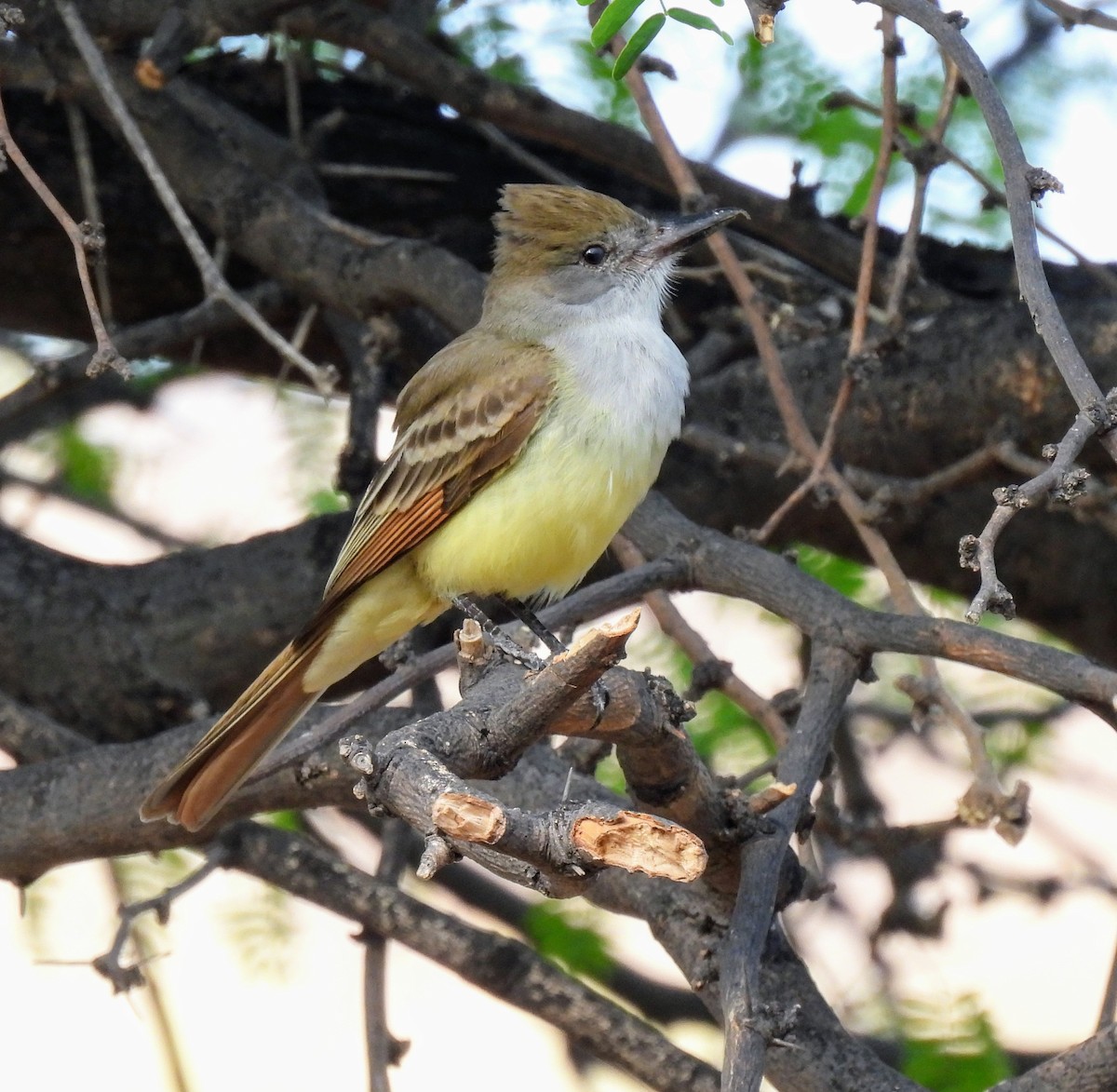 Brown-crested Flycatcher - ML618516320