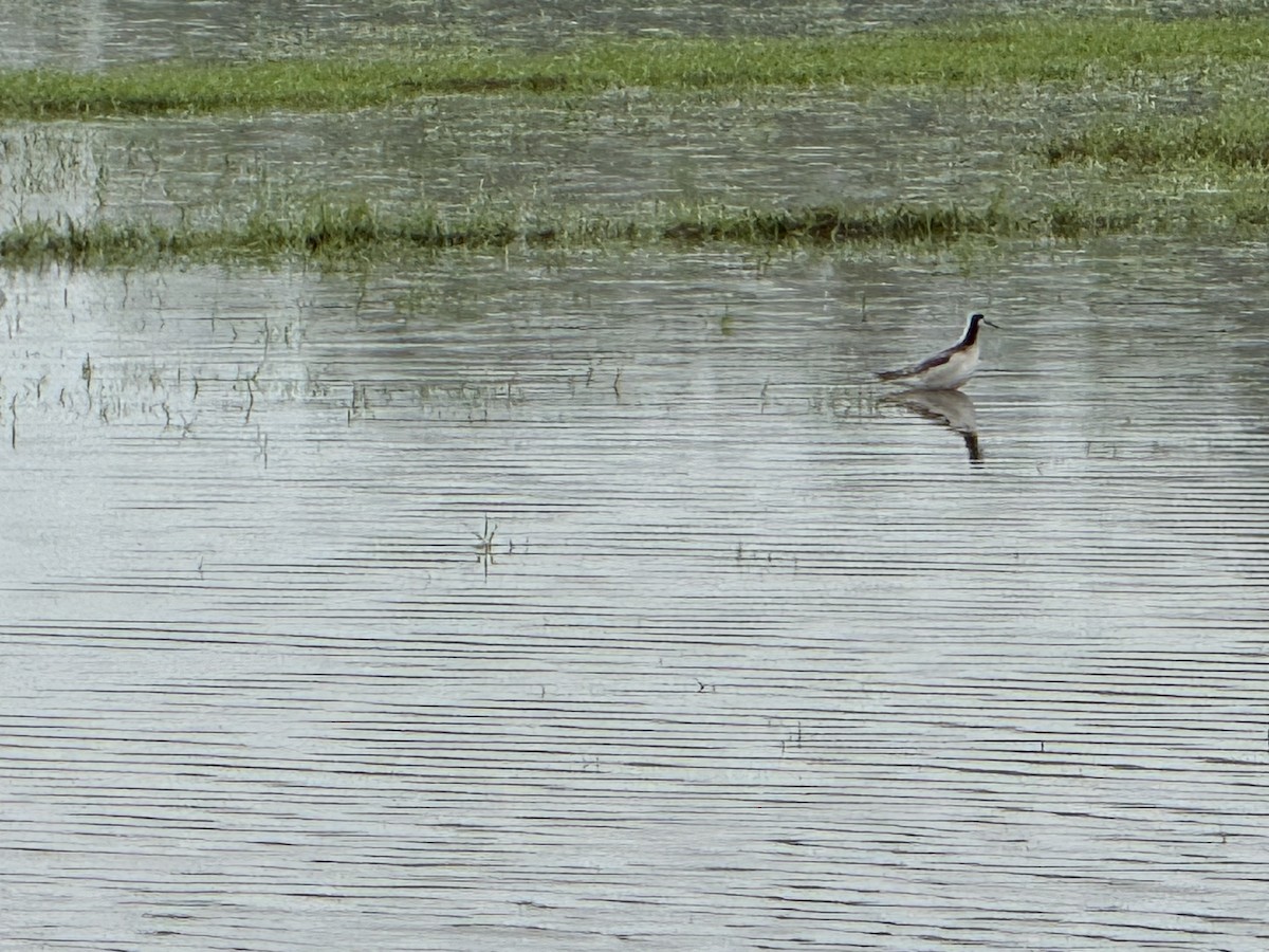 Wilson's Phalarope - Julie Miller-Cribbs