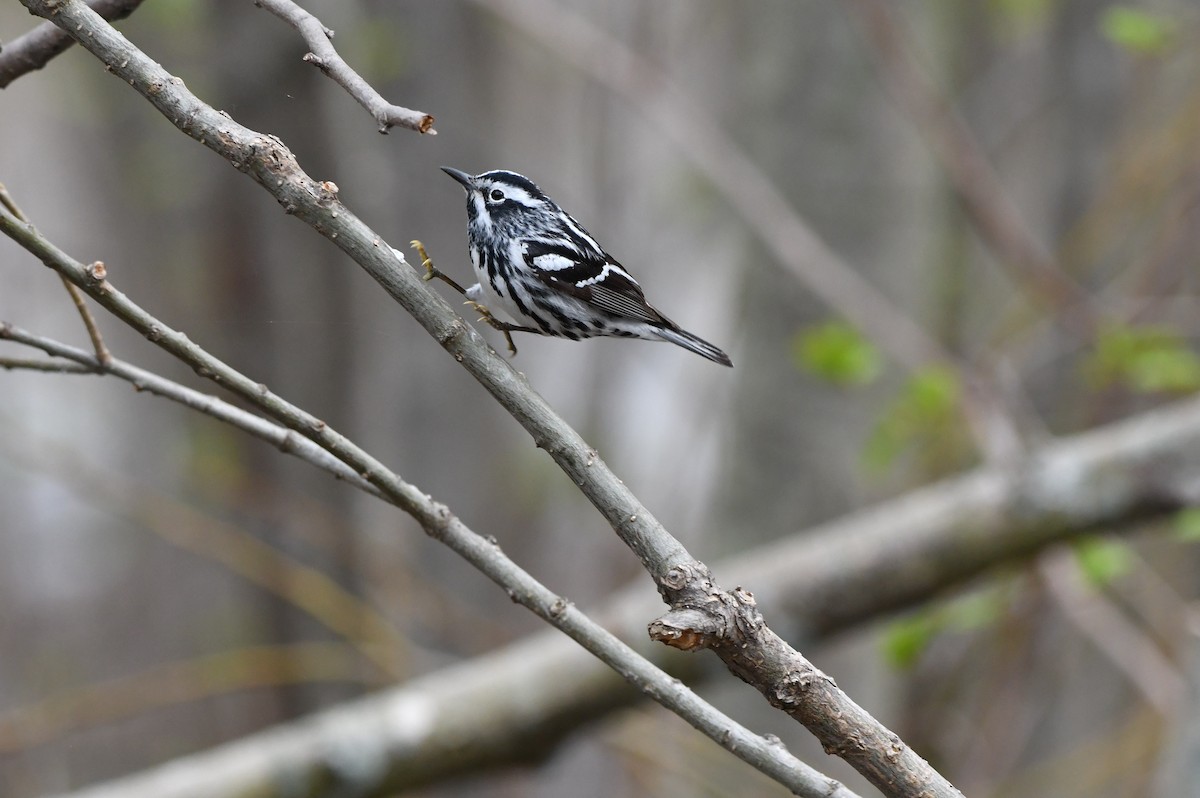 Black-and-white Warbler - yves dupont