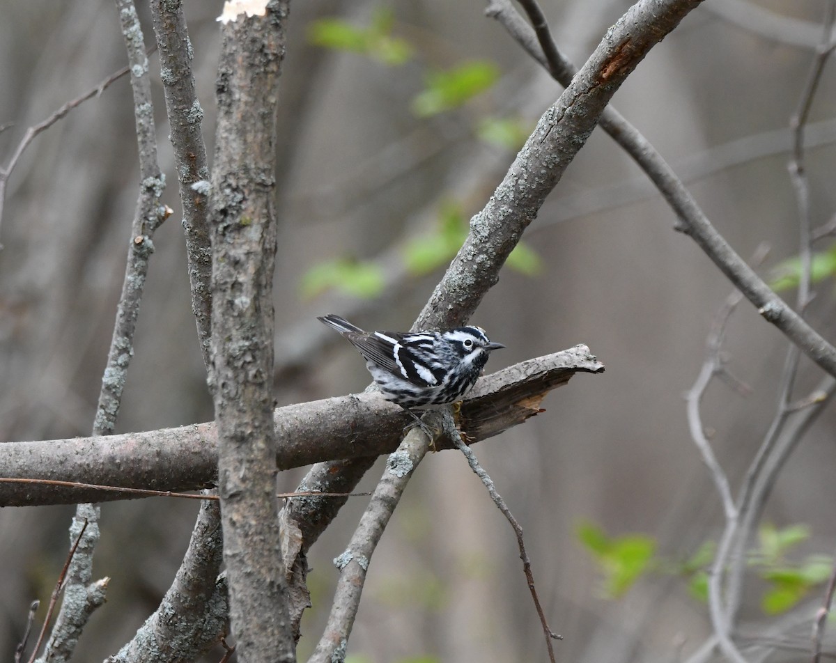 Black-and-white Warbler - yves dupont