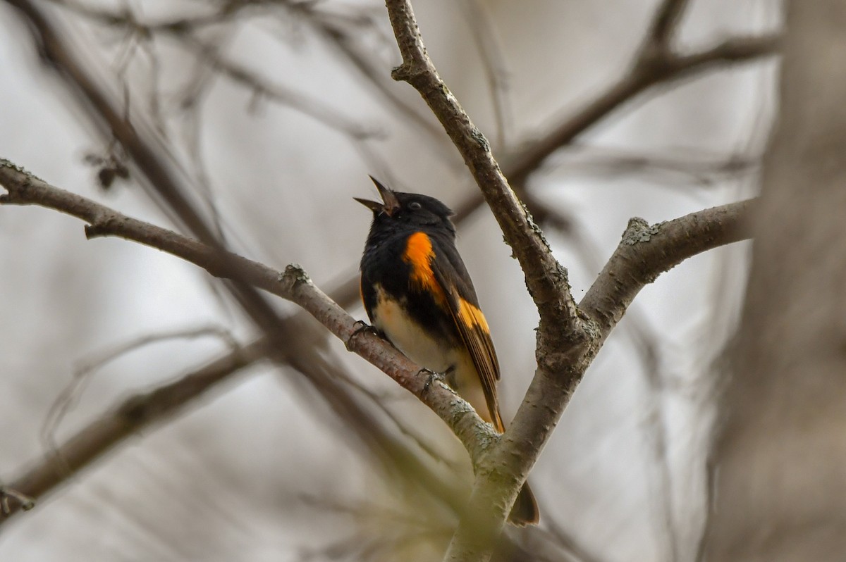 American Redstart - ML618516363