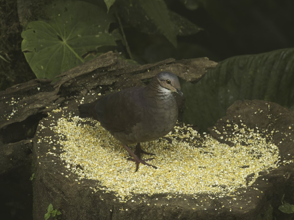 White-throated Quail-Dove - ML618516365