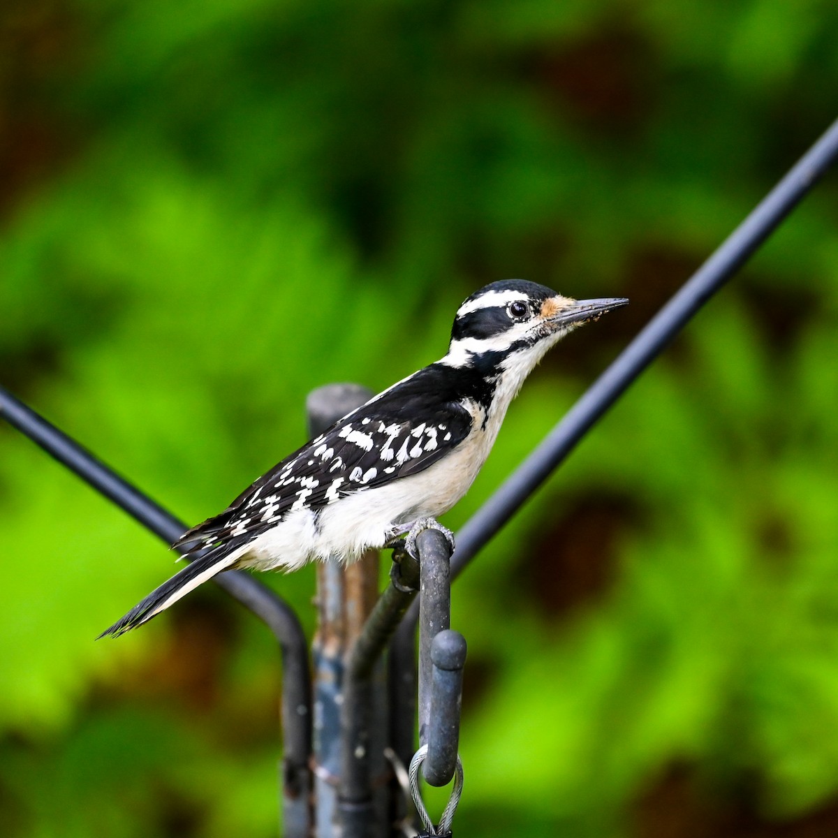 Hairy Woodpecker (Eastern) - David Govoni